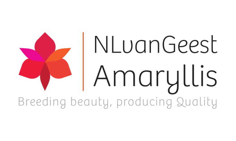 N.L. van Geest Amaryllis