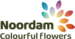 Noordam Colourful Flowers
