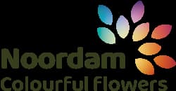 Noordam Colourful Flowers