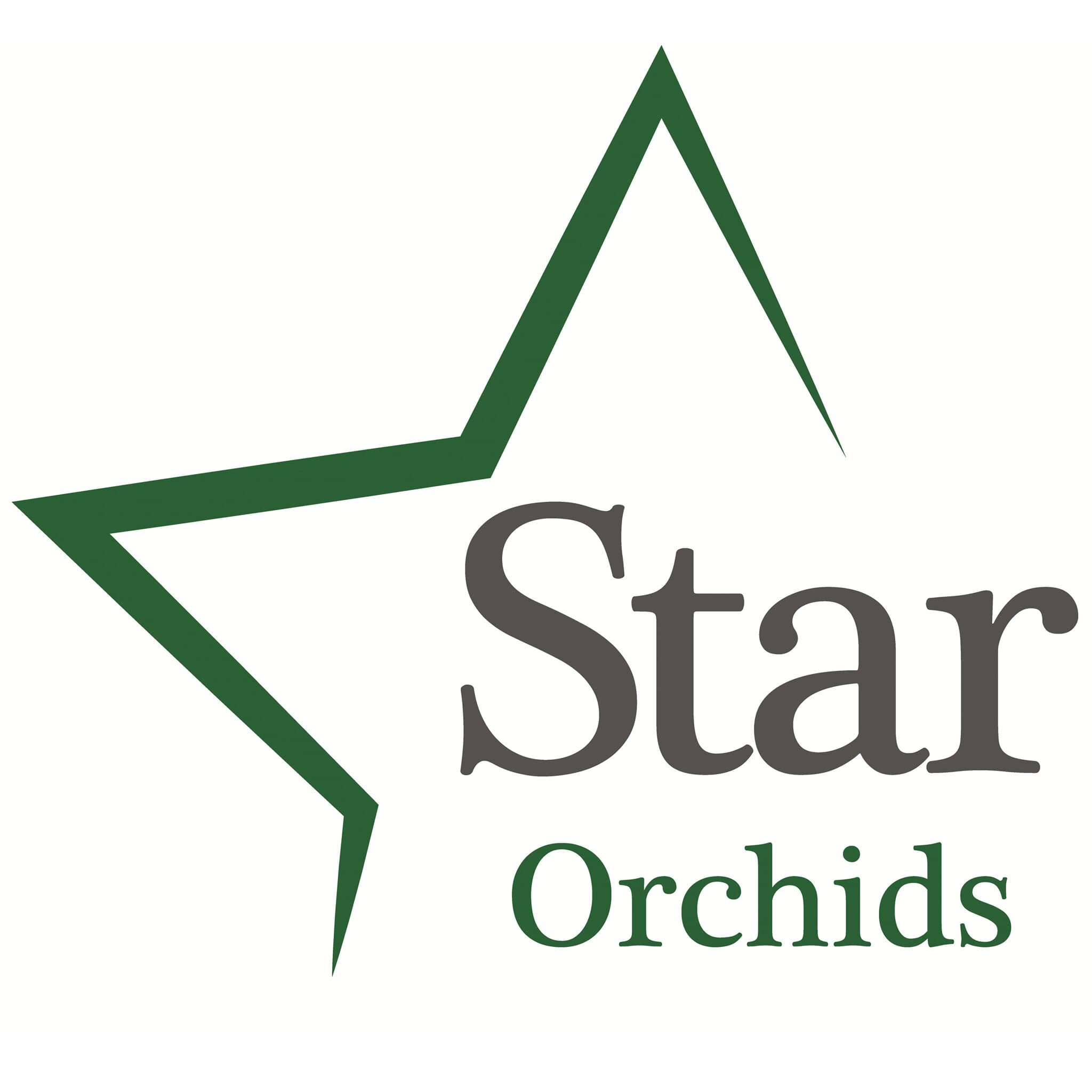 Star Orchids