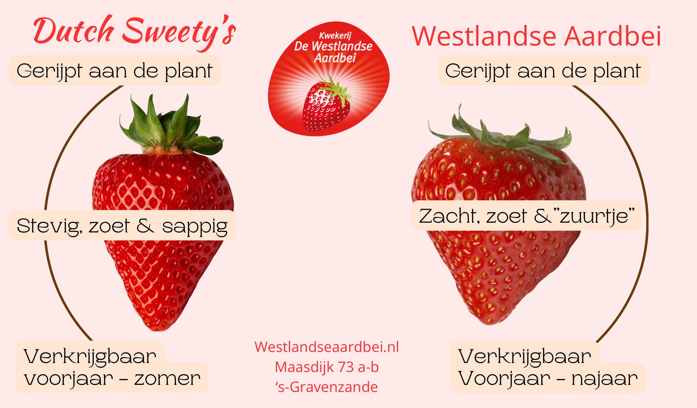 Kwekerij de Westlandse Aardbei