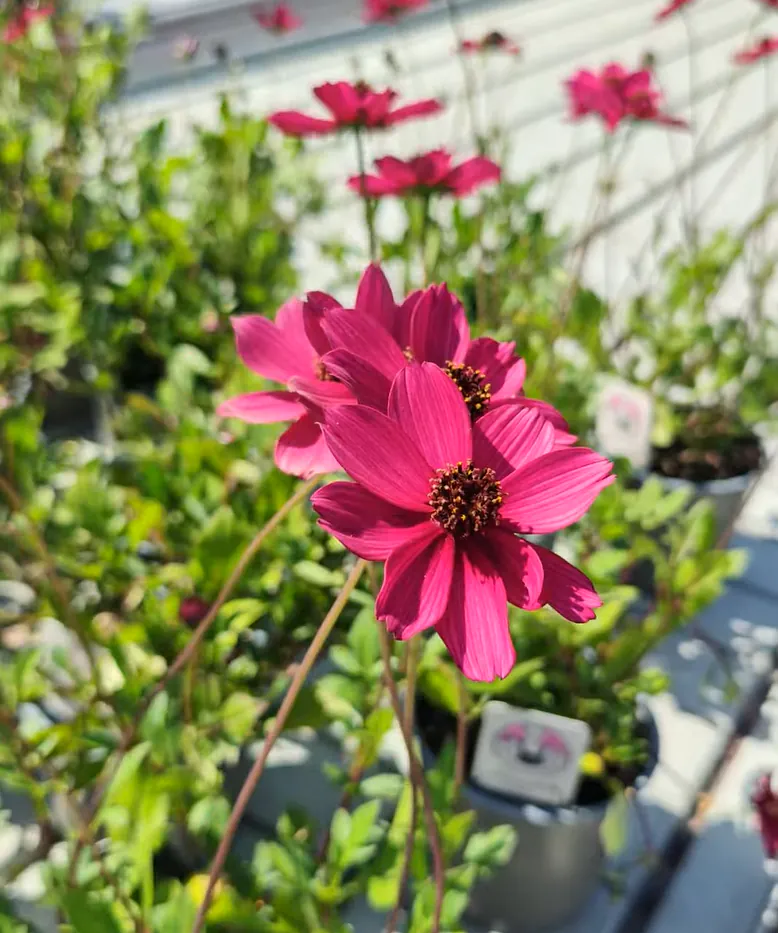De roze Cosmos op het kweekveld, Jans favoriet